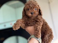 Yasal ruhsatlı çiftlikden toy poodle yavrularımız