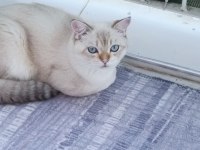 Damızlık erkek scottish fold