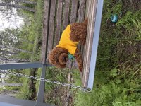 Toy poodle 11 aylık