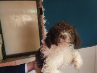 NADIR IRK LAGOTTO ROMAGNOLO TOY POODLE