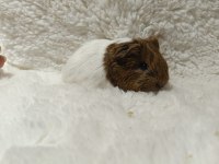Guinea Pig Bebeklerimiz