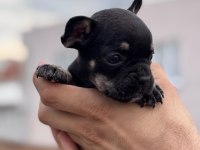 French bulldog yavrularımız ırk garantilidir