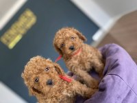 MALTİPOO YAVRULAR ÇEŞİT ÇEŞİT YAVRULAR MAĞAZAMIDA GÖRÜN