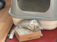 British Shorthair Ve Longhair Bebekler