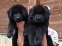 Solid black lekesiz alman kurdu yavrular