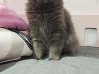 British longhair 4 yaşında