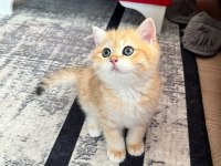 Safkan British Shorthair Golden NY12 Erkek Yavru