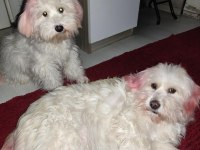 Biri 1 diğeri 8 yaşında maltese terrier