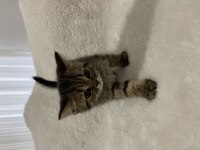 Golden Black british shorthair yavru kedimiz