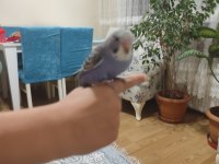 Yeni yeme düşen bebek muhabbet kuşu yavrular