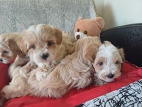 Kore maltipoo bebekler