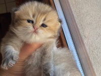 British longhair yavrularımız yeni ailesini bekliyor
