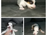 Kısa bacak jack russell yavrular İzmir Kemalpaşa