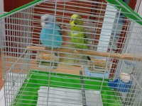 Yavru muhabbet kuşlar