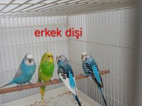 Muhabbet Kuşları