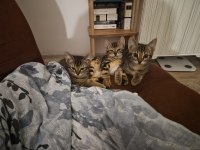 Minik Tekir Kedimiz Polyanna Yeni Sahibini Arıyor