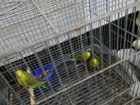 1 Aylık Yavru Muhabbet Kuşu