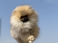 Orijinal renk orange pomeranian boo yavrumuz