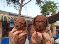 Toy poodle yavrular bir birinden güzel tatlılar