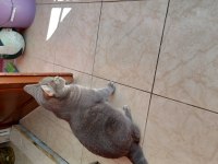 Isparta merkezde british shorthair