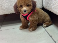 TEACUP POODLE DİŞİ YAVRUMUZ