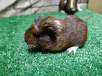 Tatlı Guinea Pig Yavruları İstanbul