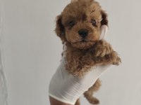 Toy Poodle Aşılı Kilo Garantili Yavrular