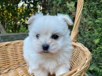 Kar beyaz kore maltese bebek