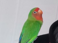 ERKEK CENNET (SEVDA) PAPAĞANI
