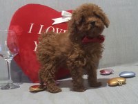 Oyuncak değil gerçek poodle köpekler