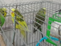 Mavi Sarı Yeşil Renklerde Dişi ve Erkek Muhabbet Kuşu