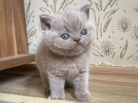 A KALİTE BRİTİSH SHORTHAİR FAWN COLOR
