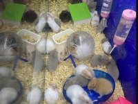 Sevimli Hamster Ve Tüm Aksesuarları Adrese Teslim