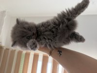 Teslime hazır british shorthair yavrular
