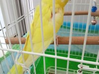 İki çift lutino albino sarı muhabbet kuşu