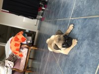 Türünün en hareketlisi pug köpeğimiz