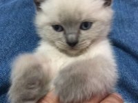 2 aylık scottish fold