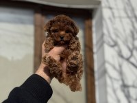 KORE TOY POODLE YAVRULARI