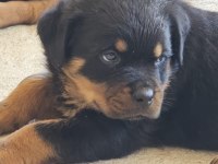 Şecereli Ve Şeceresiz Muhteşem Irk Rottweiler