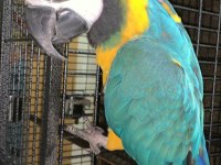 Blue gold macaw evcil