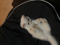 Exotic shorthair yavru 2.5 aylık