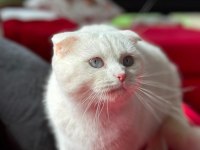 10 aylık scottish fold