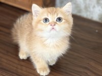 Golden iki aylık kedimiz