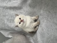 Show kalite british shorthair bebeklerimiz