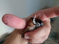 Baykuş ispinozu çift