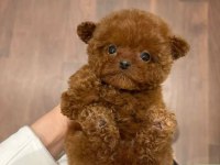 Orjinal Toy Poodle Yavrularımız