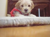 Son 2 maltipoo ev ortamı orjinal