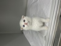 Scottish fold orjinal top kafa yavrular