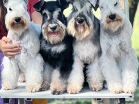 FCI şecereli Miniature SCHNAUZER