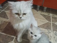 British longhair kedimiz için detay görüşülür